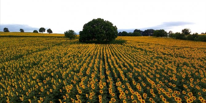 Samsun'da ağustosta hasadı yapılacak ayçiçekleri açtı