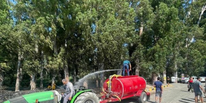 Aşıklar Yolu'ndaki okaliptüs ağaçları yanmaktan kurtarıldı