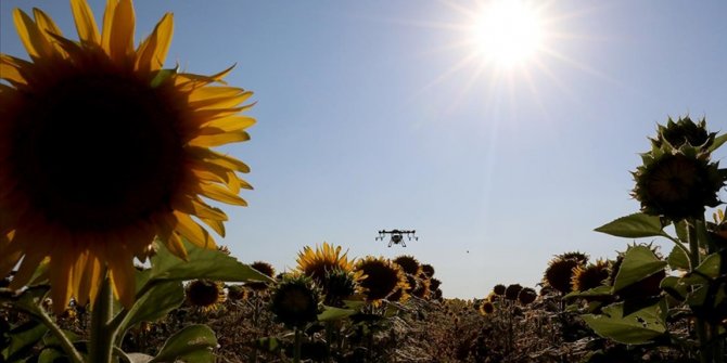 Trakya'da çayır tırtılı ilaçlaması arıların zarar görmemesi için akşam yapılıyor