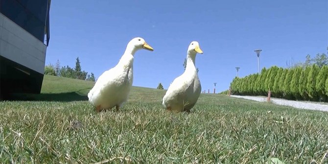 Başakşehir'de gölete bırakılmak istenen ördekler için İçişleri Bakanlığı devreye girdi