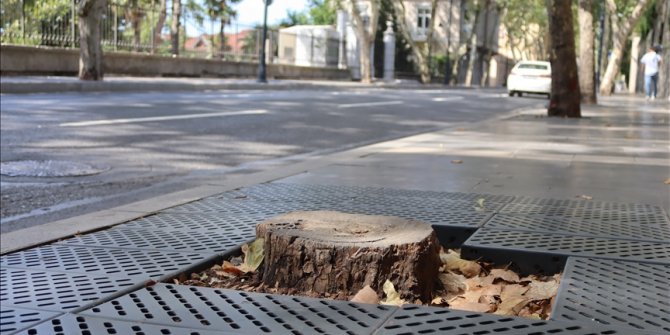 İBB'nin Dolmabahçe ve Çırağan'da kestiği çınarların yerine diktiği fidanlar kurudu