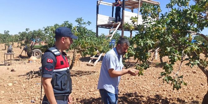 Gaziantep'te hasat dönemi yaklaşan Antep fıstığı için koruma tedbirleri arttırıldı