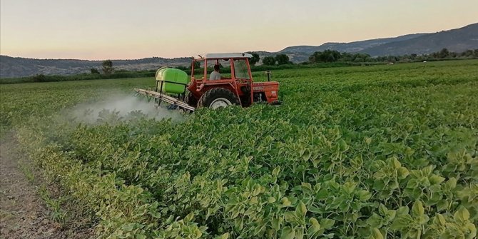 Kütahya'da çayır tırtılı ile mücadele başladı