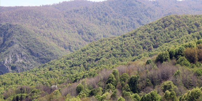 Ormanlık alanlarla ilgili talimat geldi: 4 ay boyunca yasak