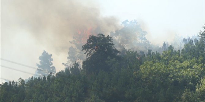 Sakarya'da çıkan orman yangını kontrol altına alındı
