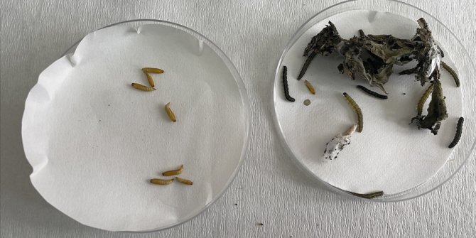 Trakya ve Marmara'yı korkutan çayır tırtılında iki haftalık mücadele tavsiyesi