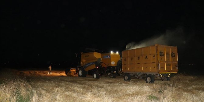 Çiftçilerden aşırı sıcağa 'gece hasadı' çözümü