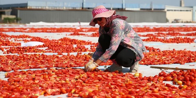 Kuru domatesin merkezi Torbalı, ürünün yaygınlaşmasına öncülük ediyor