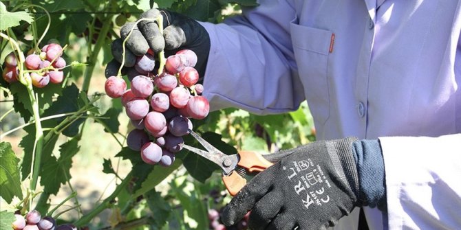 "Trakya İlkeren" üzümünün hasadına başlandı