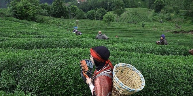 Çay tiryakileri dikkat! Vazgeçemediğiniz lezzetin bilinmeyen zararları