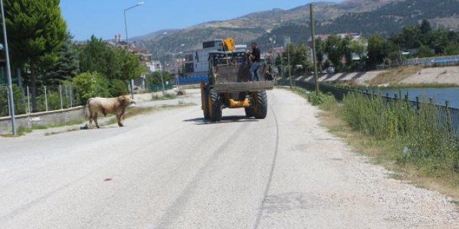 Mezbahadan kaçan boğa peşindekilere zor anlar yaşattı