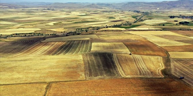 Ağrı'daki çiftçiler arpa ve buğday tarlalarında yoğun hasat mesaisinde