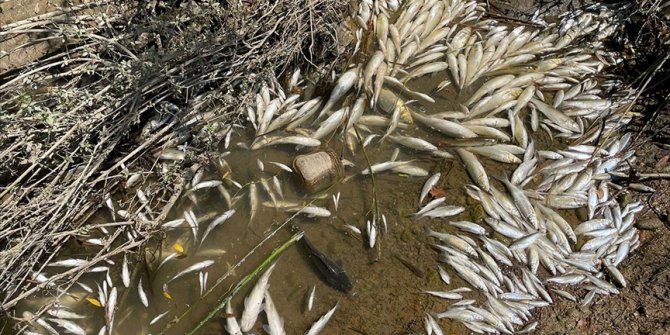 Çevre, Şehircilik ve İklim Değişikliği Bakanlığından Bartın'daki balık ölümlerine ilişkin açıklama