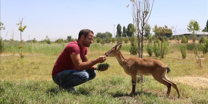 Hakkari'de yaban keçisi yavrularının körlük nedeni araştırılıyor
