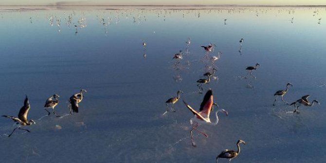 Bakan Kurum: Flamingolar kurtuldu, göçe hazırlanıyor