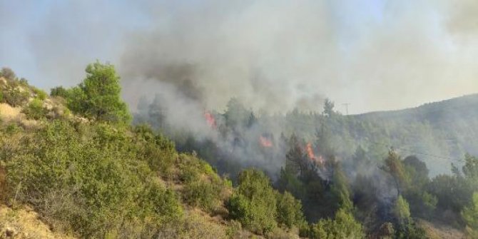 Manisa'da orman yangını