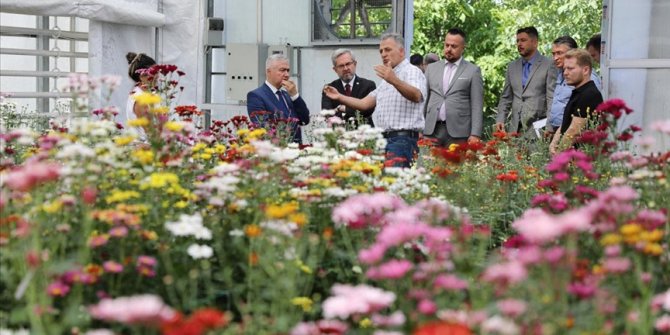 Ankara Üniversitesi Ziraat Fakültesinde yerli kasımpatı üretimine başlandı