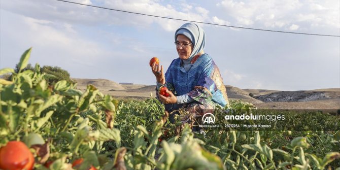 Emine Erdoğan Ayaş'ta domates topladı, menemen yaptı