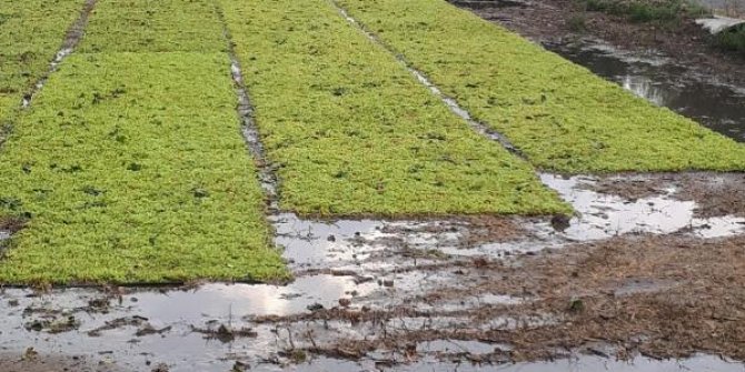 Dolu yağışı, tarım ürünlerine zarar verdi