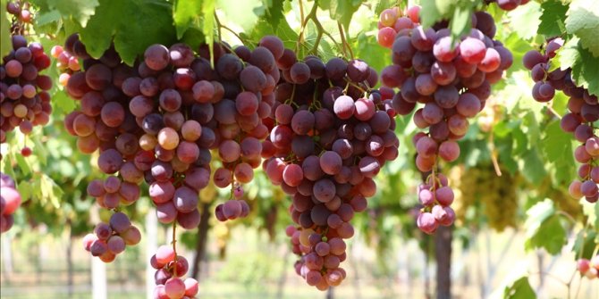 Tekirdağ'ın üzüm bağları, 1 yıl süresince üretimden hasada kadar fotoğraflanacak