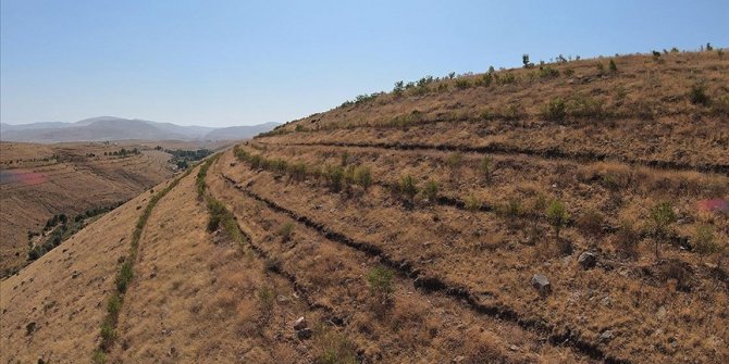 Iğdır dağları erozyona karşı badem ağaçlarıyla korunacak