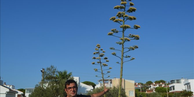 Ayvalık'ta agave bitkisi ilk ve son kez çiçek açtı