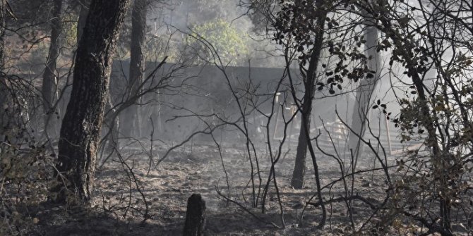 Tütsü yapan arıcı ormanı yaktı: Üç hektar alan tahrip oldu, yasal işlem başlatıldı