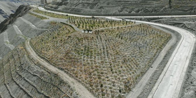 Yusufeli'nin yeni yerleşim yerinde 300 dekarlık alan ağaçlandırıldı