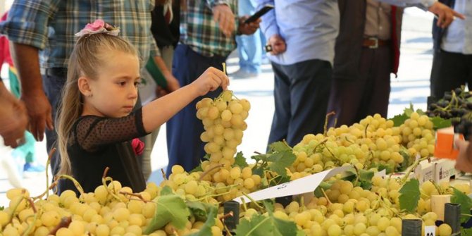 Güdül’ de 11 Eylül'de "Adalıkuzu Üzüm Festivali" düzenlenecek