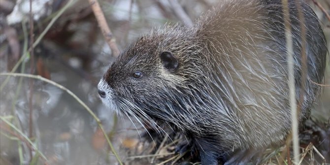 Edirneli çeltik üreticileri 'su maymunları'ndan dertli