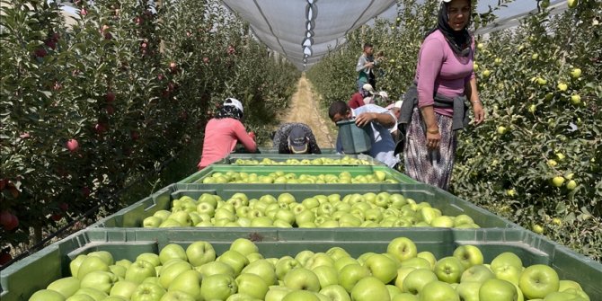 Niğde'de elma üreticileri 650 bin ton rekolte bekliyor