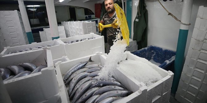 Batı Karadeniz'de palamut, balıkçıların yüzünü güldürdü