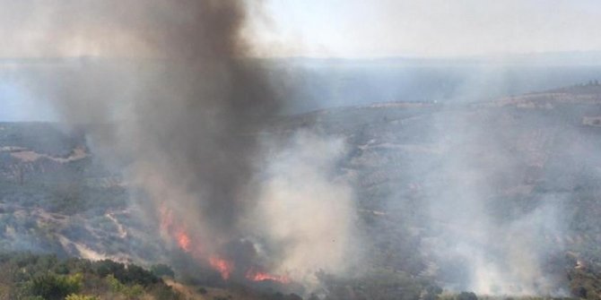 Tekirdağ'da çıkan yangında 50 dönüm zeytinlik alan zarar gördü