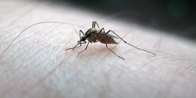 İstanbul'da sivrisinek kaynaklı alerjik reaksiyonla hastaneye başvurularda artış