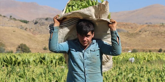 Hasadına başlanan Çelikhan tütününde 8 bin ton rekolte bekleniyor