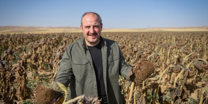 Yerli ve milli tohumluk ayçiçeğinde ilk hasat