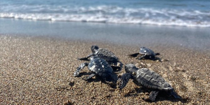 Mersin'de yumurtalarından çıkan deniz kaplumbağası yavruları suyla buluştu