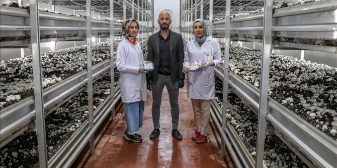 Van'da devlet desteğiyle kurulan tesisten 20 şehre mantar satılıyor