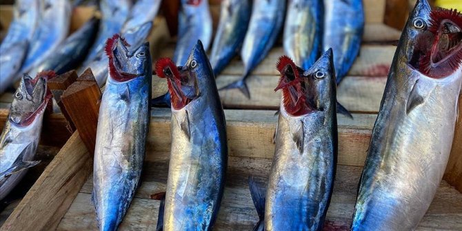 Zonguldak'ta yağış, balık fiyatlarını yükseltti