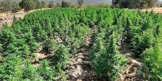 450 kilogram toz esrar ele geçirildi