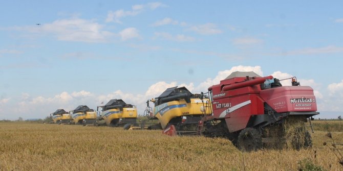 Balıkesir Manyas’ta çeltik hasadı başladı