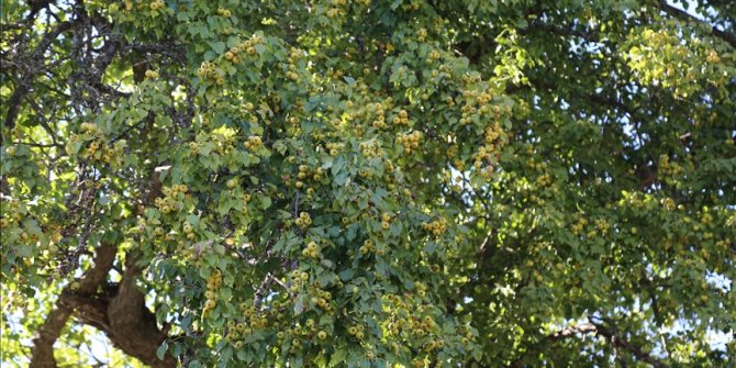 Artvin'de 1100 yıllık armut ağacında meyve hasadı yapıldı