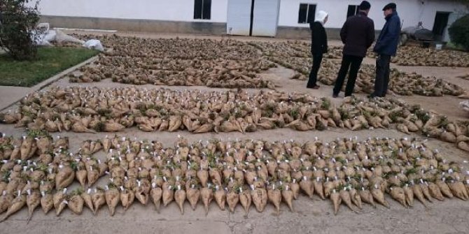 Yerli şeker pancarı tohumunda hedef ihracat