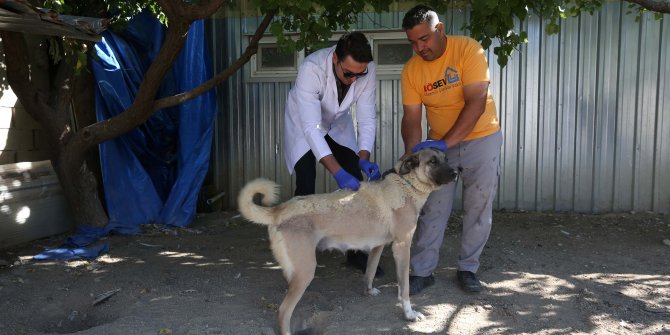 300 öğrenci Sahipsiz Hayvanlar Bakımevi’ni ziyaret etti