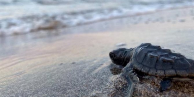 Manavgat'ta 35 bin caretta caretta yavrusundan yarısı denize ulaştı