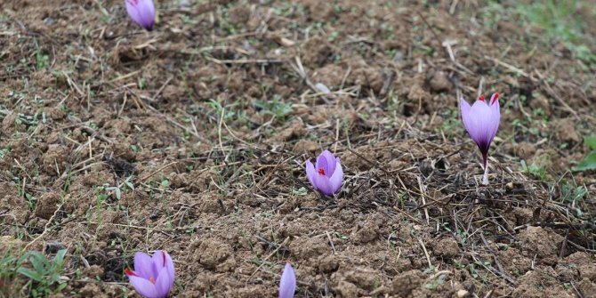 Safranbolu'da çiçek açan safranda hasat başladı