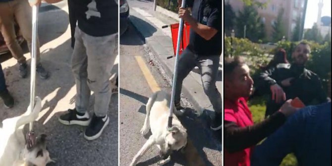 Gölbaşı Belediyesi ekipleri ile hayvanseverler arasında 'köpek toplama' gerginliği