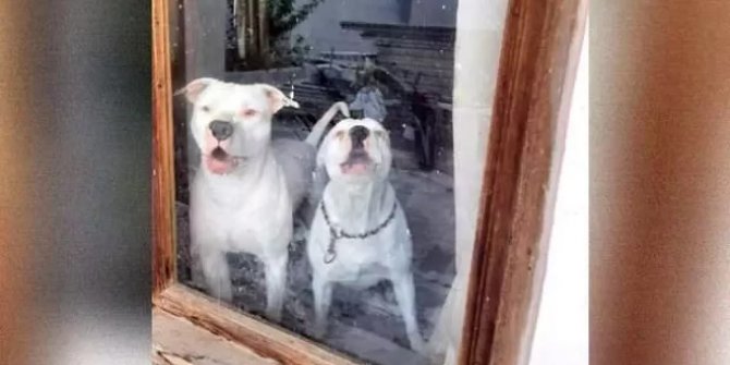 Muğla'da 6 pitbull ile korunan bağ evine müthiş operasyon