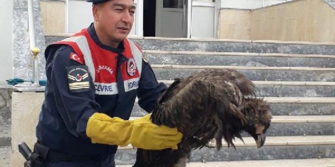 Kırıkkale'de 'kara akbaba' yaralı halde bulundu