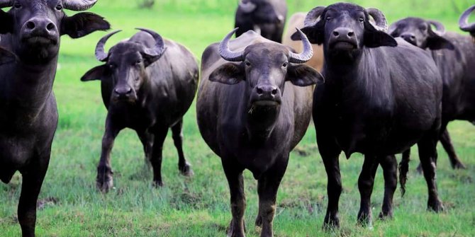 Anadolu mandası sayısı devlet korumasıyla artışa geçti